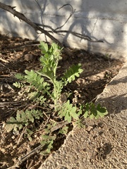 Lepidium thurberi