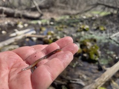 Eurycea chisholmensis