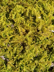 Thuidium