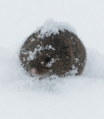 Clethrionomys gapperi