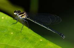 Onychargia atrocyana