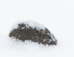 Clethrionomys gapperi