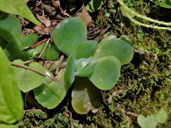 Echeveria elegans