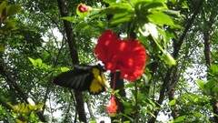 Troides minos