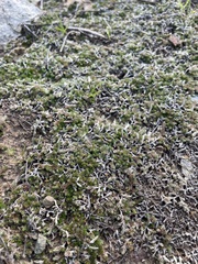 Selaginella cinerascens