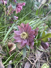 Helleborus orientalis