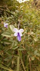 Rotheca myricoides