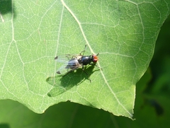 Seioptera vibrans