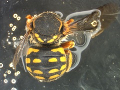 Anthidium loti