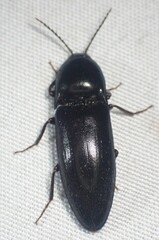 Elater abruptus