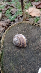 Helix albescens