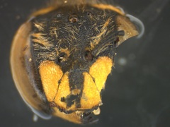 Anthidium loti
