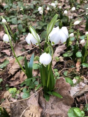 Leucojum vernum