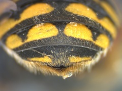 Anthidium loti