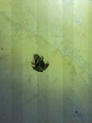Microhyla