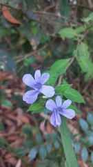Barleria