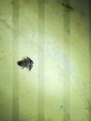 Microhyla