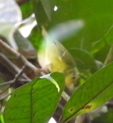 Phylloscopus ricketti