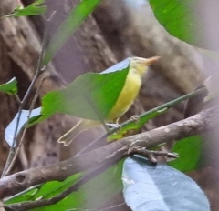 Phylloscopus ricketti