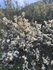 Ceanothus verrucosus