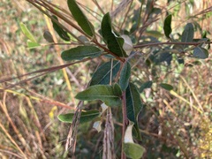 Elaeagnus umbellata