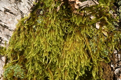 Hypnum cupressiforme filiforme