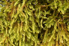 Hypnum cupressiforme filiforme