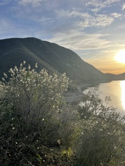 Ceanothus verrucosus