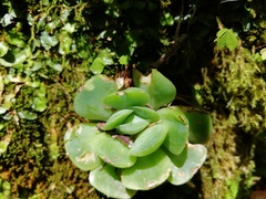 Echeveria elegans