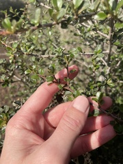 Ceanothus verrucosus