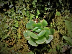 Echeveria elegans