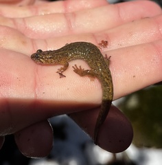 Desmognathus santeetlah