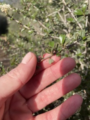 Ceanothus verrucosus