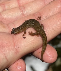 Desmognathus santeetlah