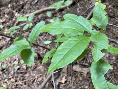 Oxydendrum arboreum