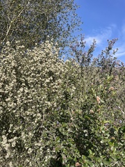 Ceanothus verrucosus