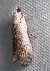 Acrobasis tumidulella