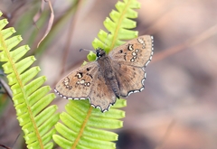 Caprona alida