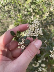 Ceanothus verrucosus