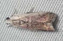 Acrobasis tumidulella