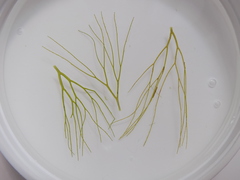 Ceratophyllum submersum