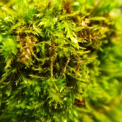 Syntrichia montana