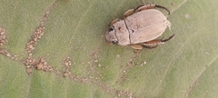 Coleoptera