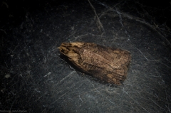 Cryptoptila immersana