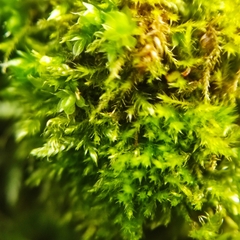 Syntrichia montana