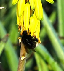 Bombus terrestris canariensis