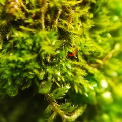 Syntrichia montana