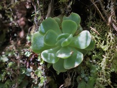 Echeveria elegans