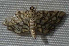 Lygropia rivulalis