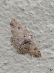 Ascotis reciprocaria